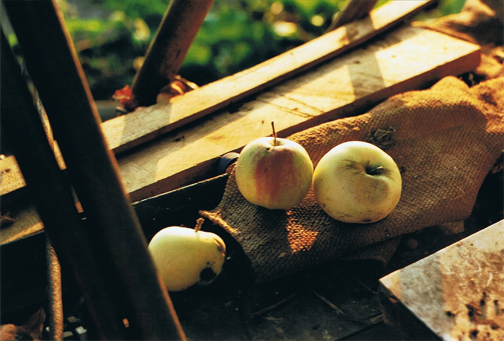 Apples in the garden