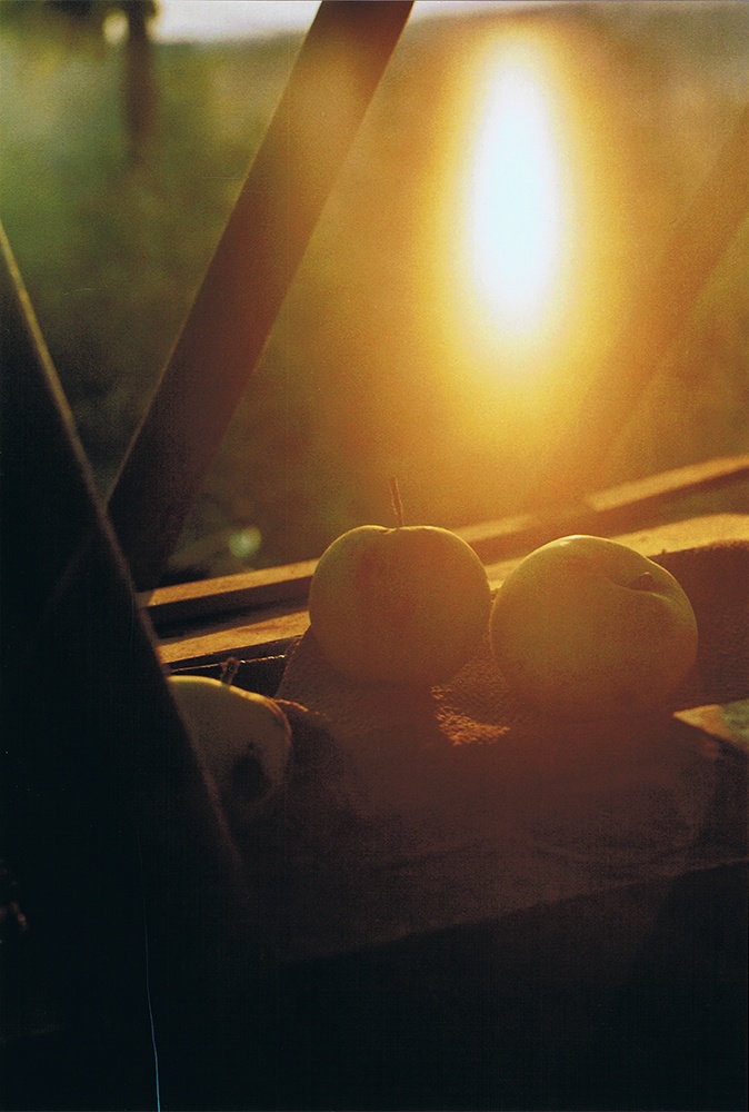 Apples in the garden