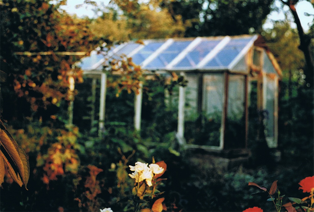 Roses and a greenhouse