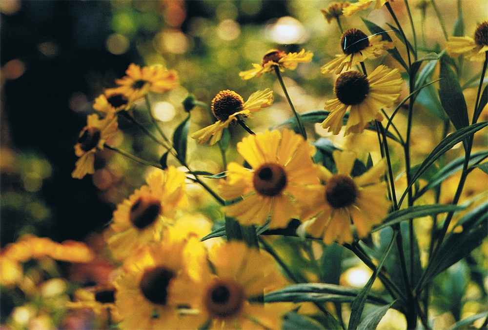 Yellow helenium