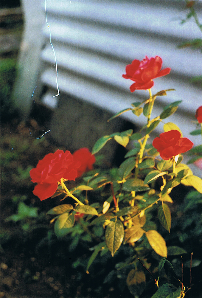 Red roses