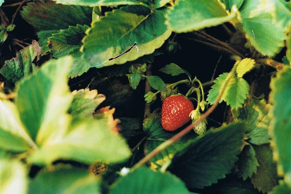 Strawberries