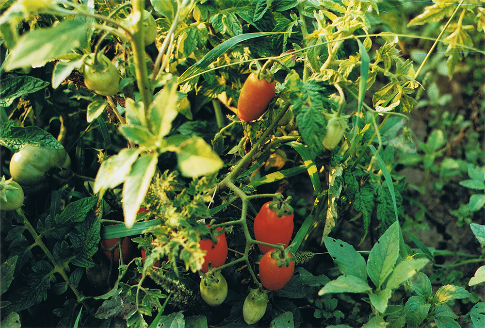 Tomatoes in the garden