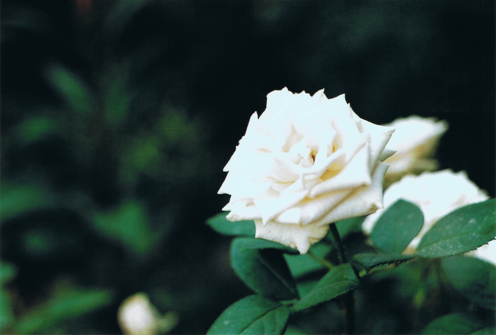 White roses