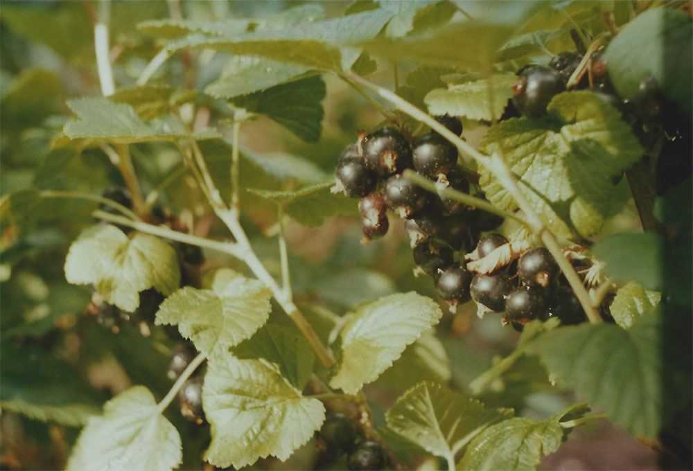 Blackcurrant berries