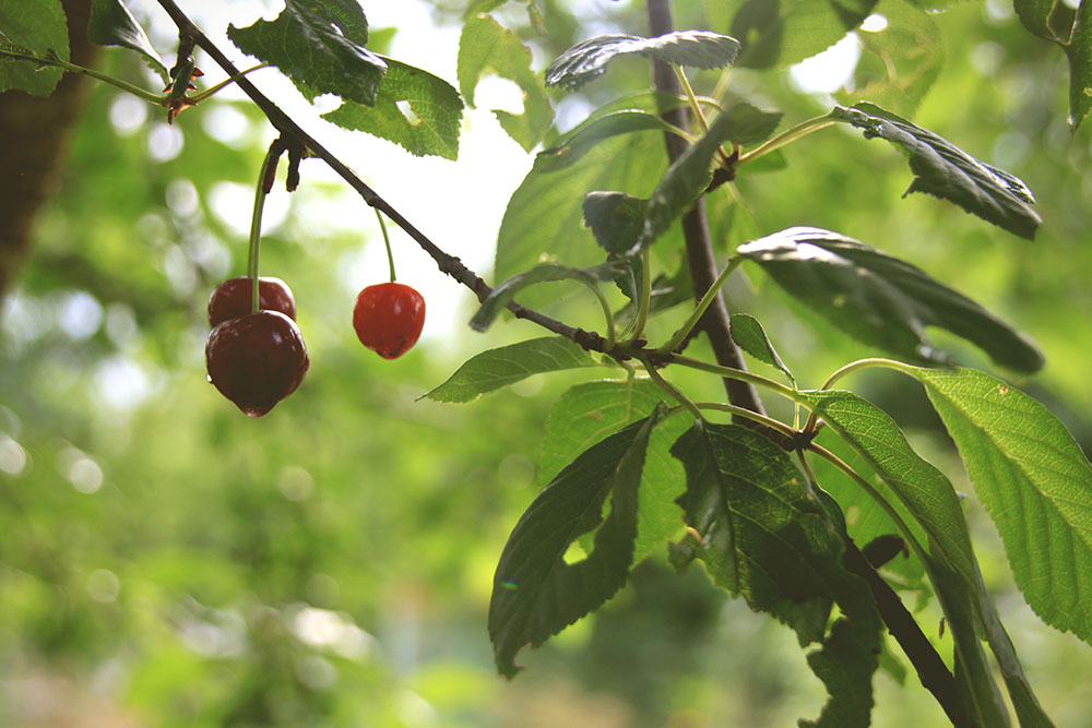 Cherries