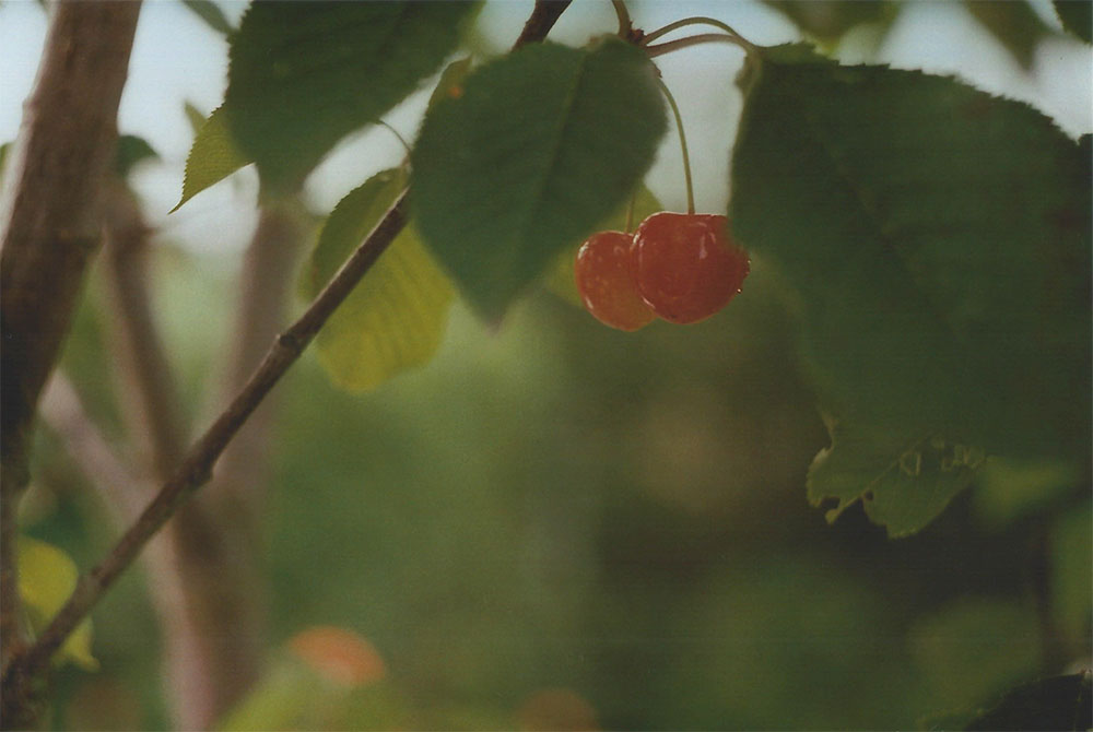 Cherries