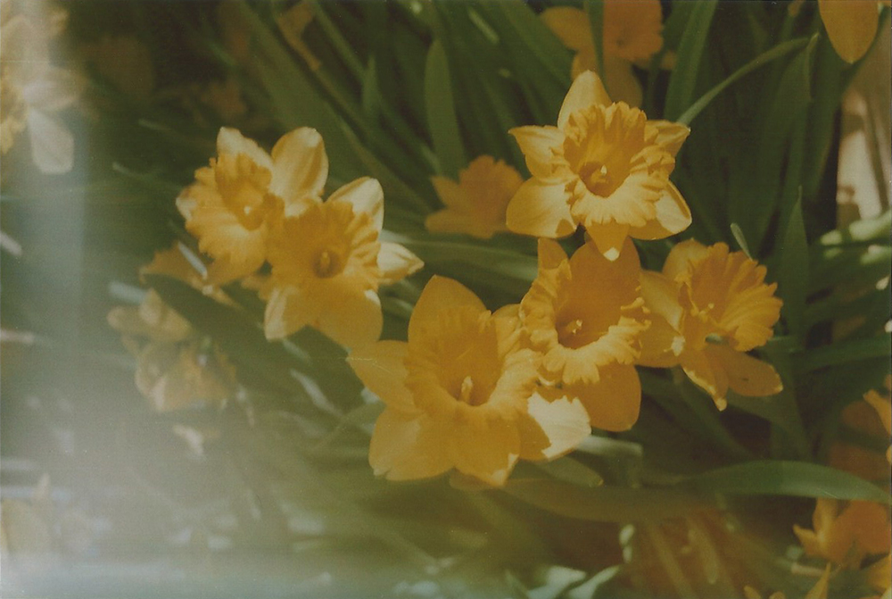 Daffodils