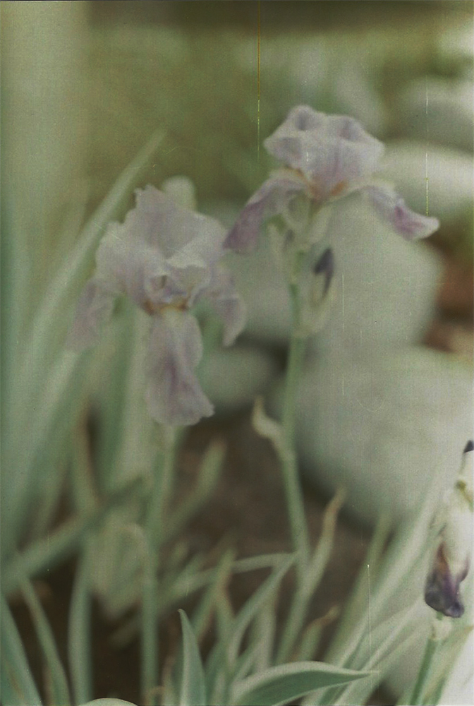 Purple irises