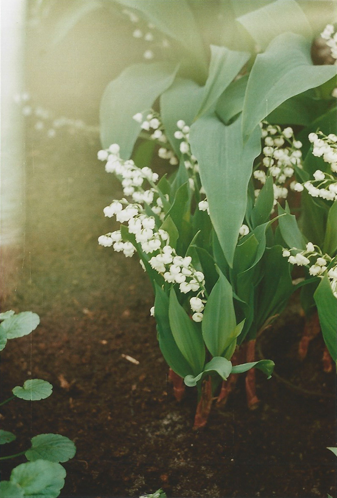 Lilly of the Valley