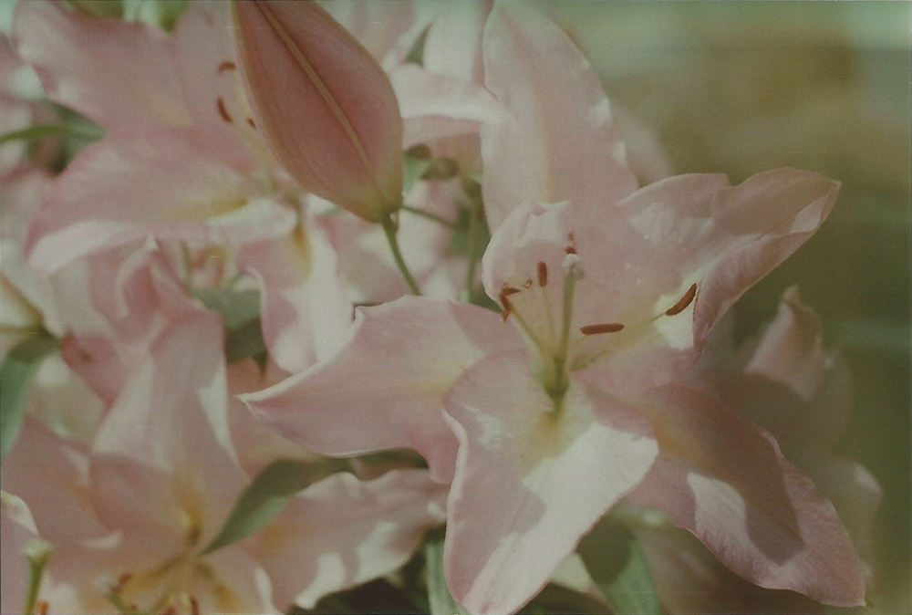 Pink Lillies