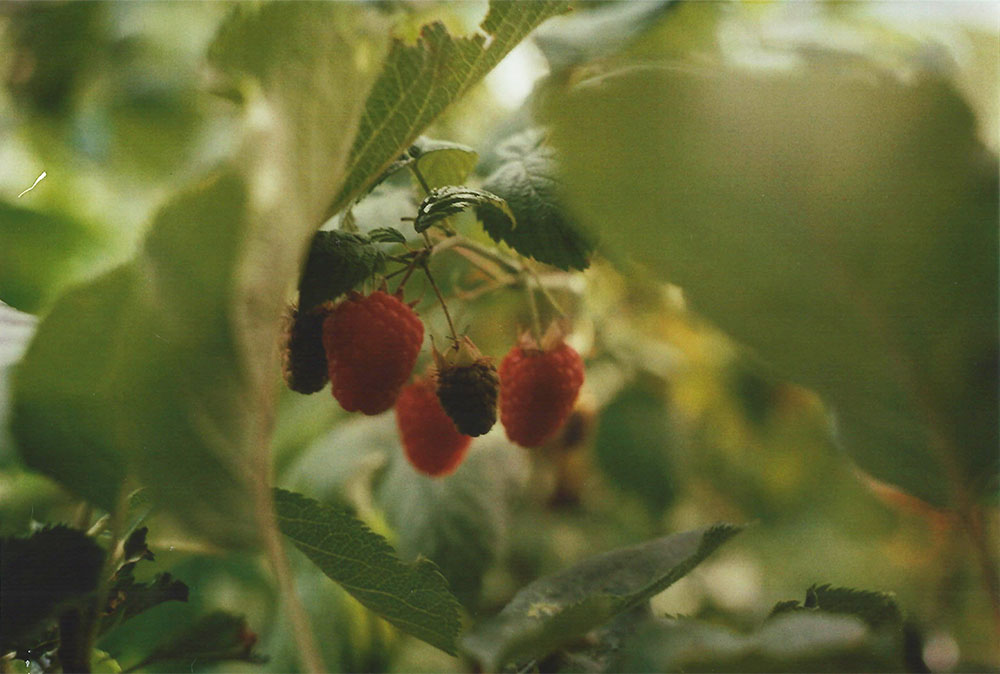 Raspberries