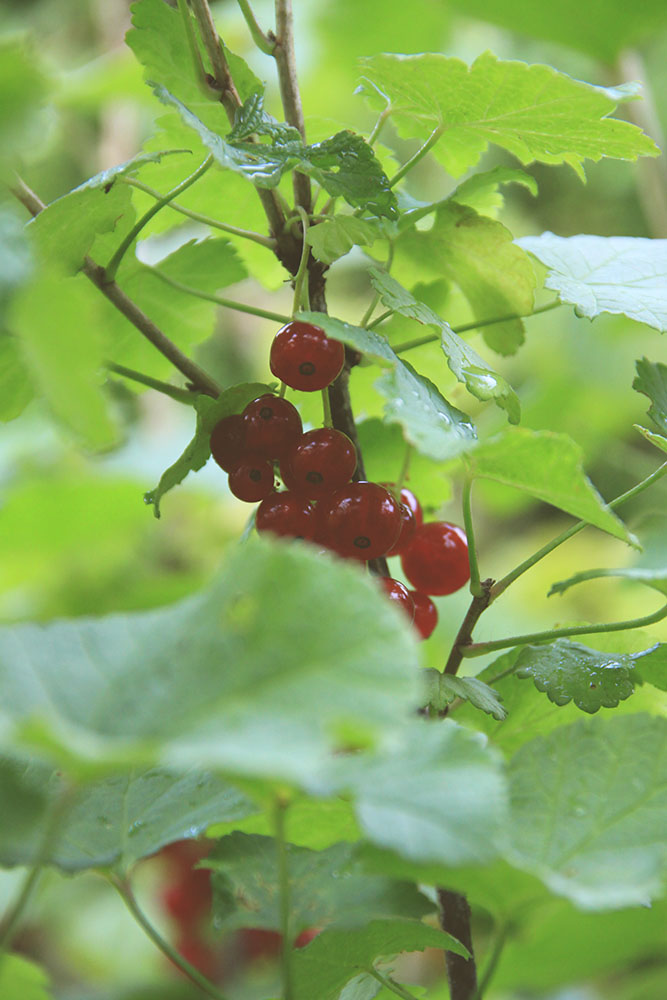 Redcurrant berries