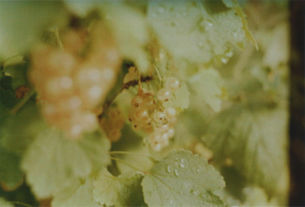 White currant berries