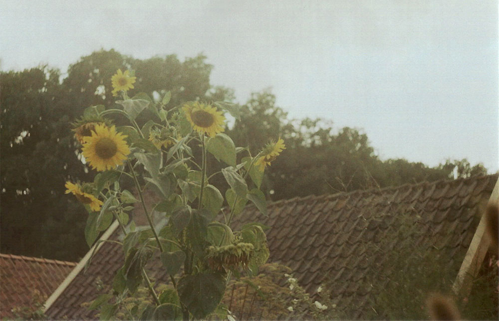 Sunflowers