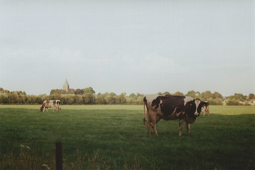 Cows grazing