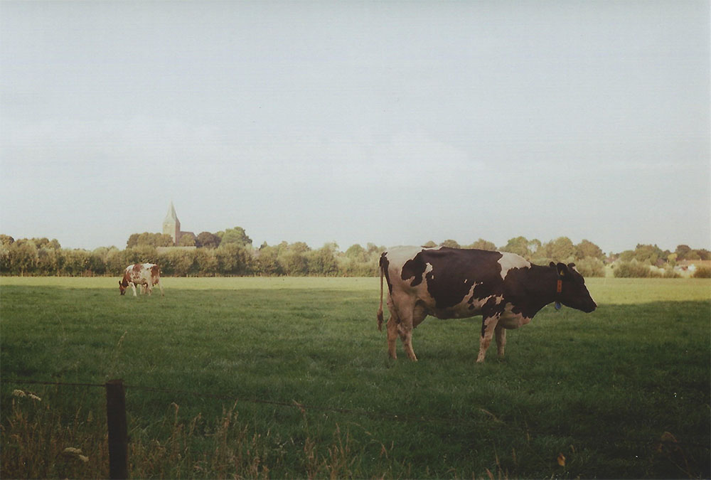 Cows grazing