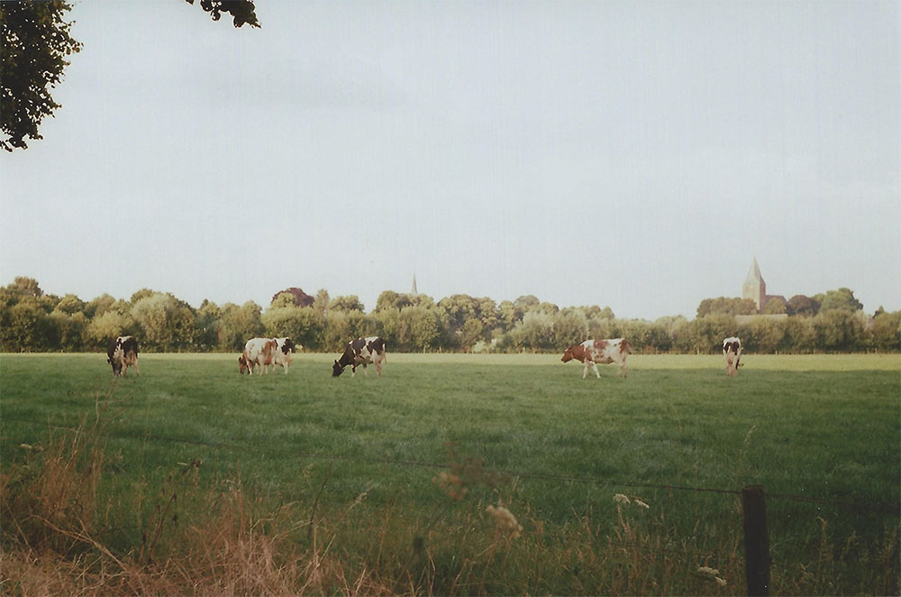 Cows grazing