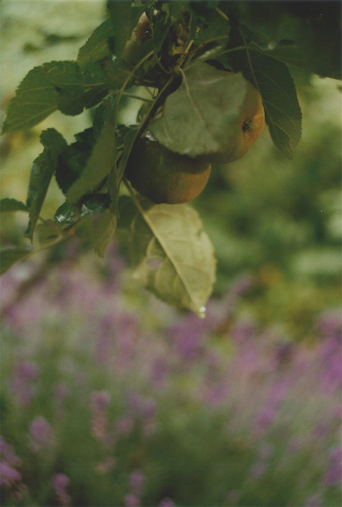 Pears and lavender