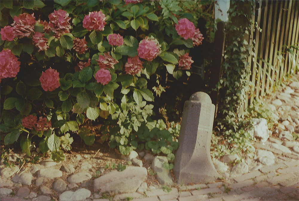 Pink Hydrangeas