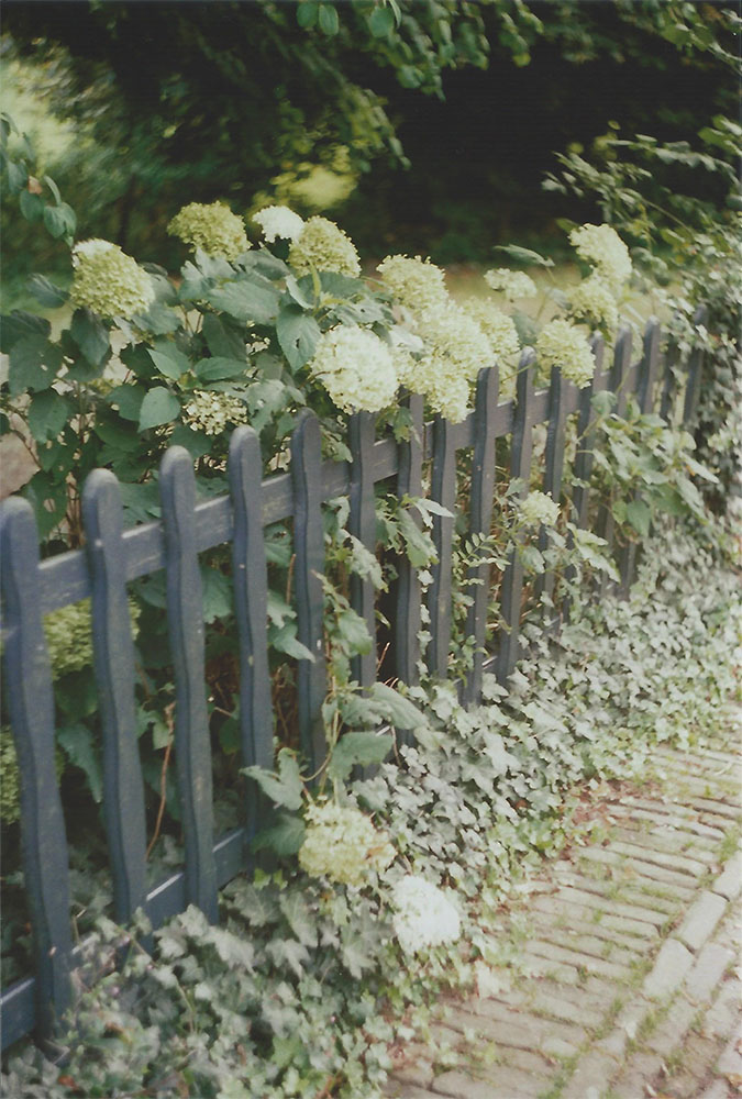 White Hydrangeas