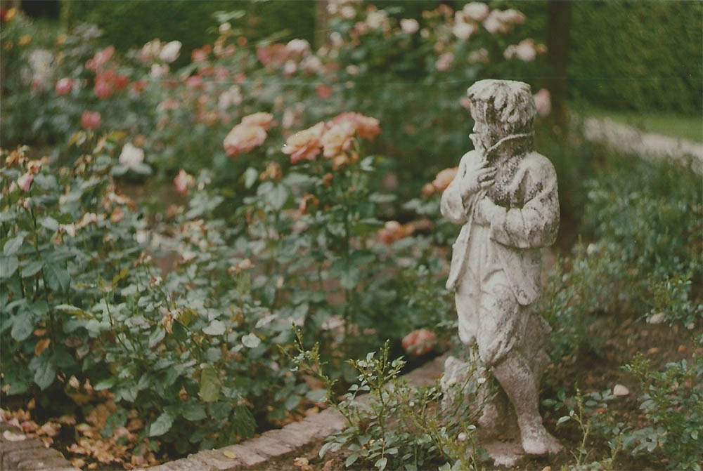 Roses in the Castle Arcen garden