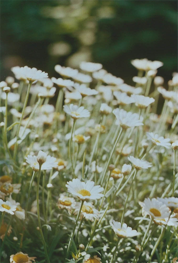 Chamomile