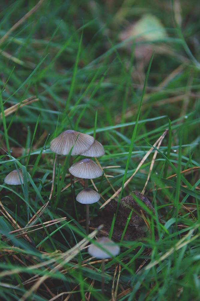 Small mushroom family