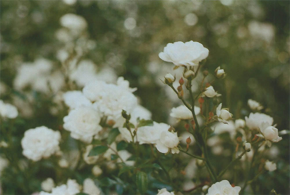 White Roses