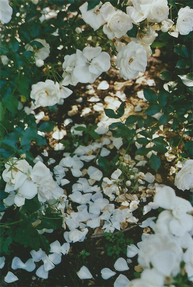 White Roses