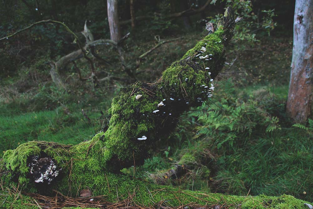 Tree overgrown with moss and mushrooms