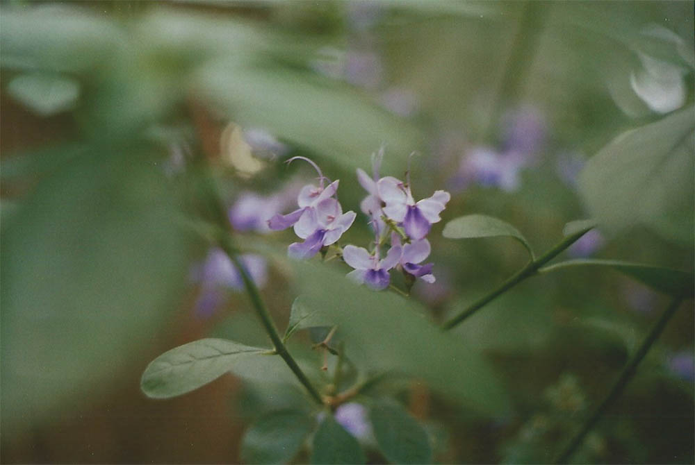 Purple flowers