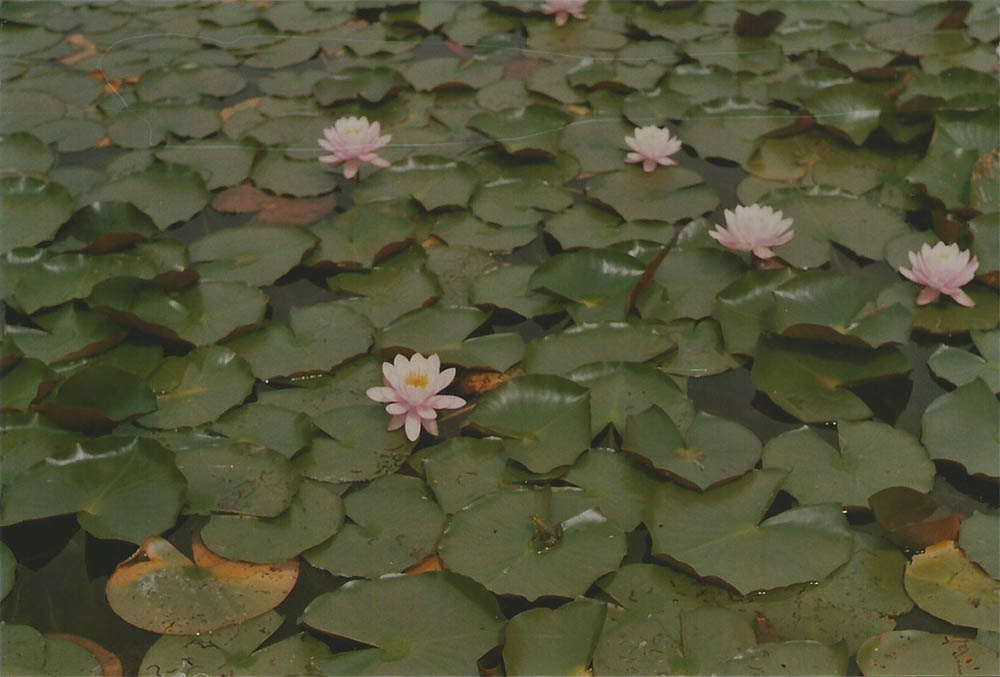 Water Lillies in the Castle Arcen garden