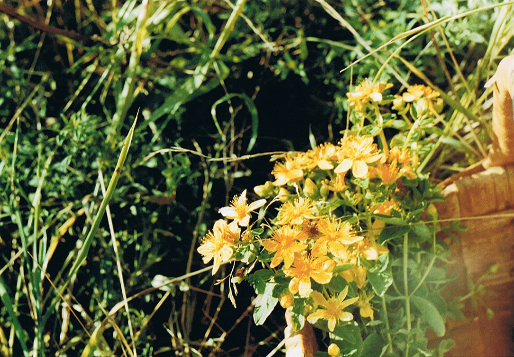 Picking flowers