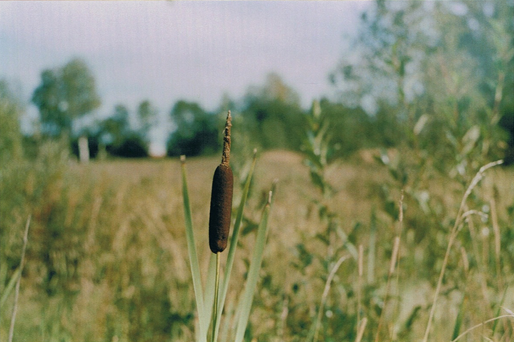 Russian countryside