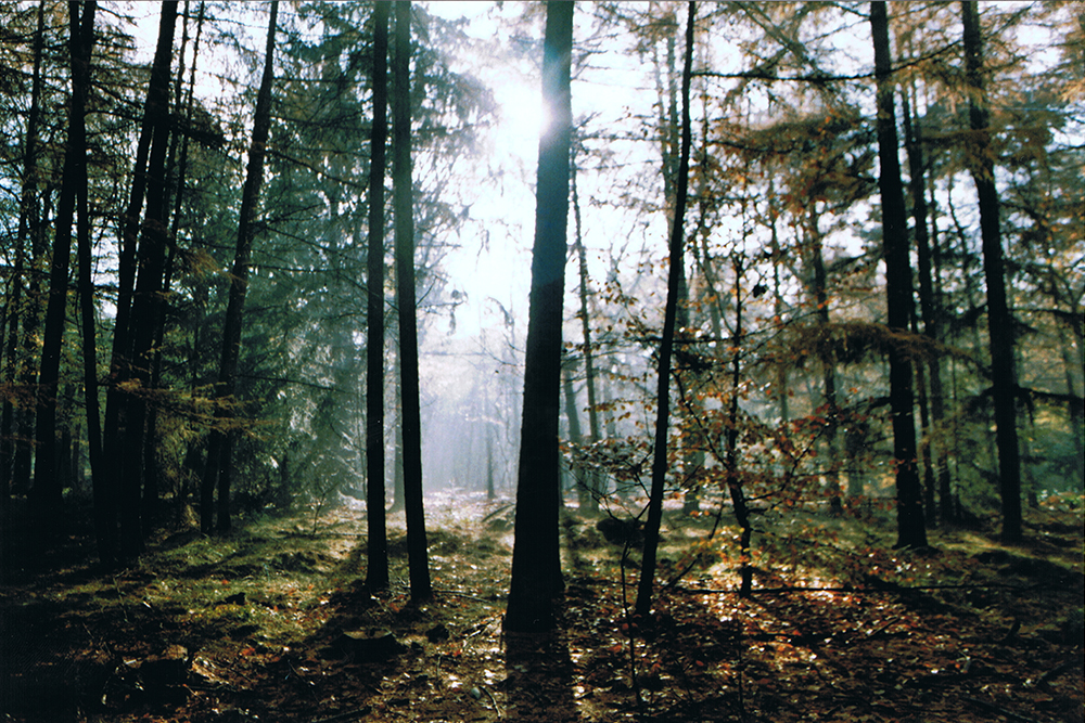 Autumn in Soest