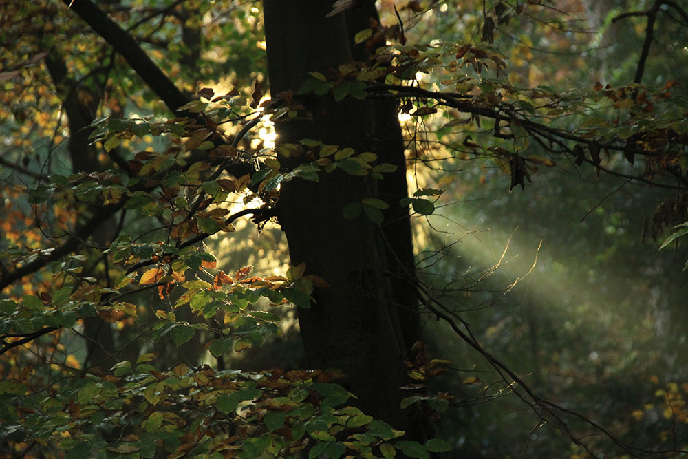 Morning light