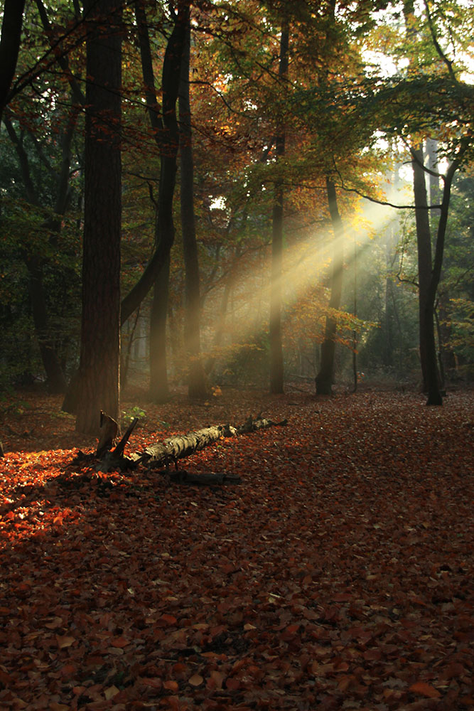 Morning light