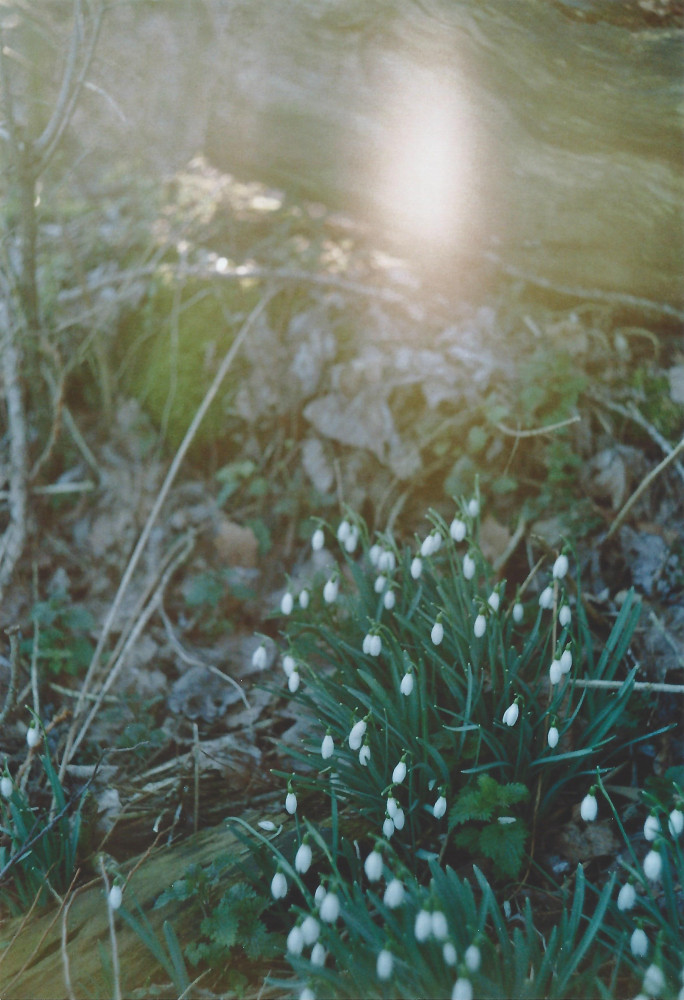 Snowdrops