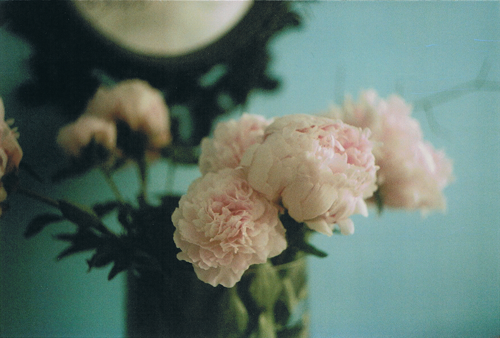 peonies