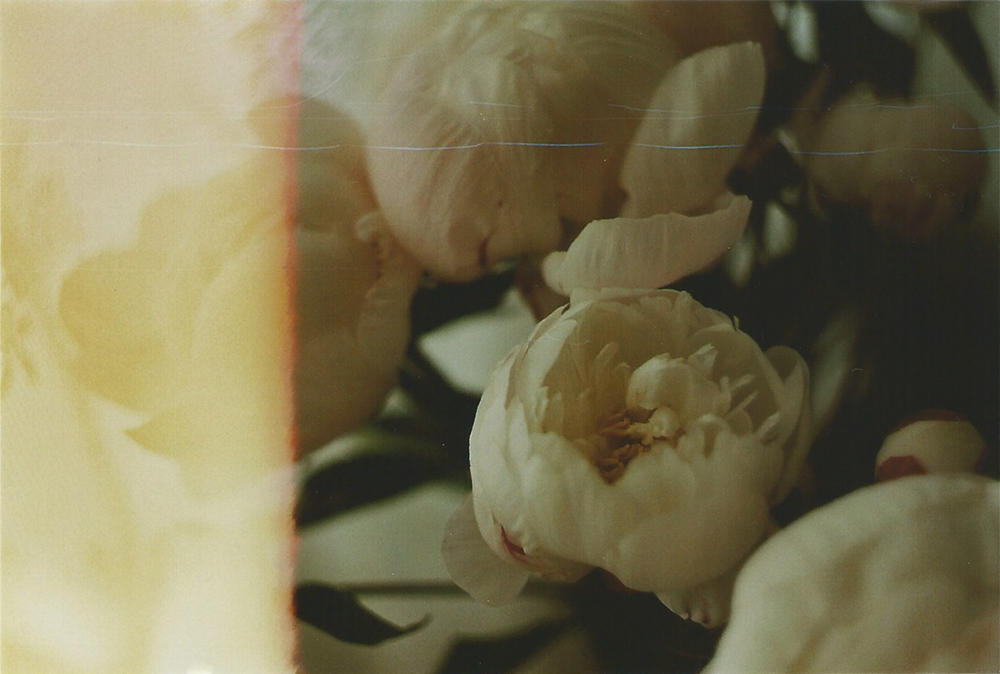 Peonies