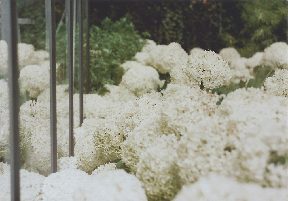 White hydrangeas