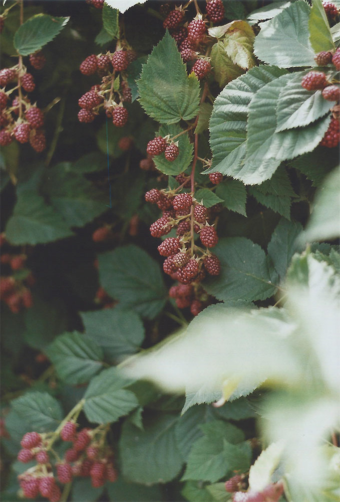 Blackberries