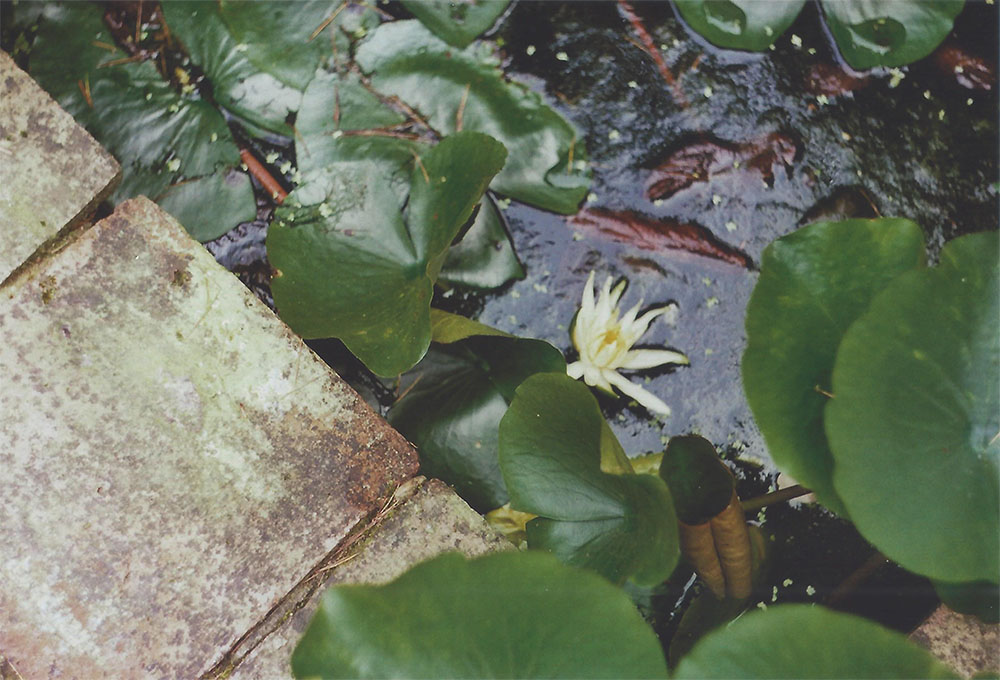 Water lily