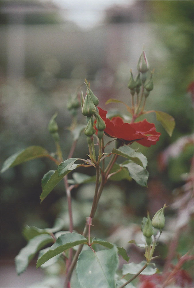 Red Rose