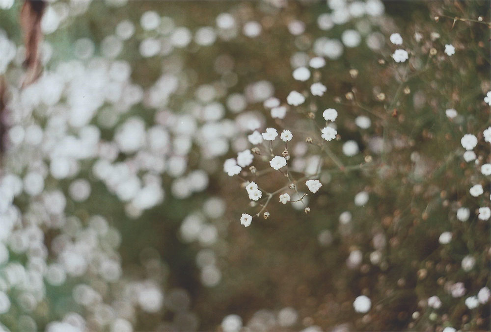 White flowers