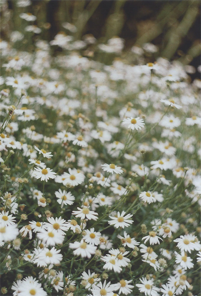 chamomile