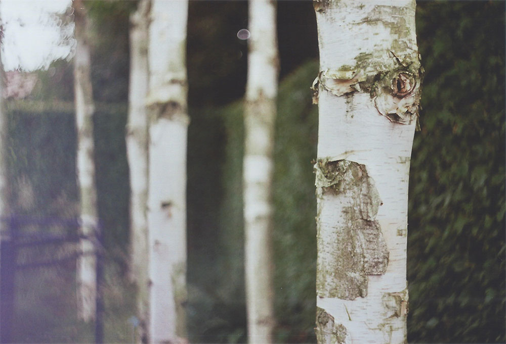 Birch