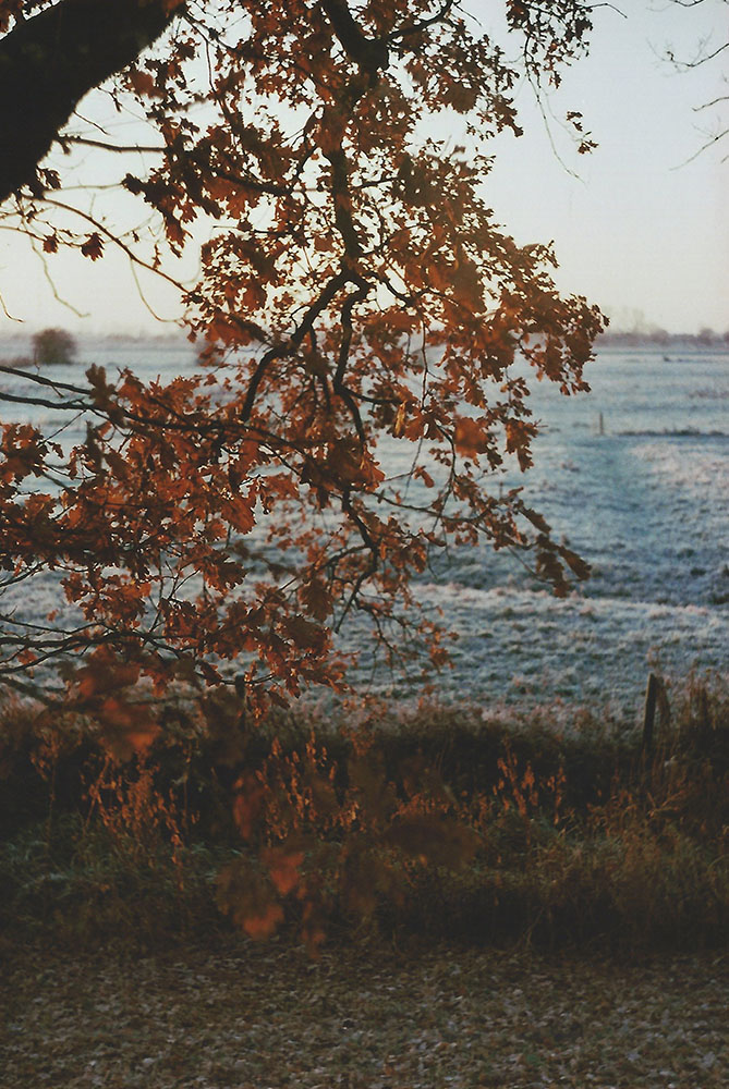 Morning frost | another reverie