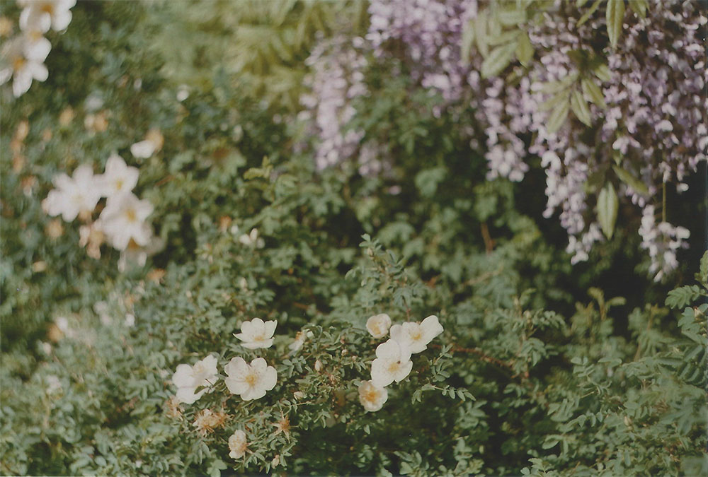 Botanische tuin - wisteria